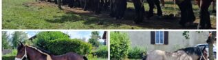Concours de chevaux Trait Auxois