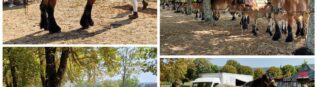 Concours de chevaux Trait Auxois