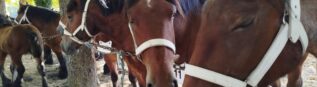 Concours des chevaux de trait Auxois